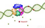 <font color=red>中国科学院</font>：在哺乳动物DNA N6-甲基腺嘌呤研究方面取得新进展