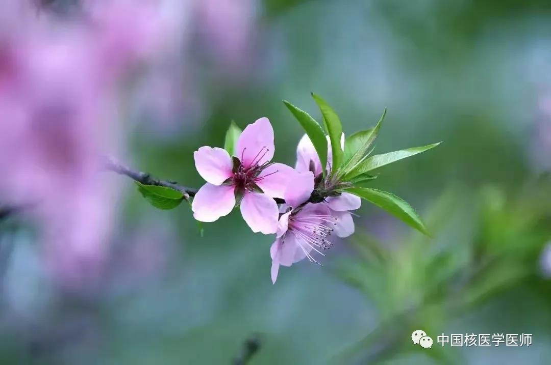 “第三届深圳光明核医学高峰论坛—甲癌治疗专题”顺利召开