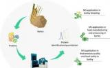 基于质谱的蛋白质组学在大麦研究中的应用