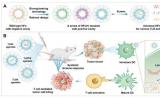 铁蛋白-核酸递送系统增强肿瘤免疫治疗研究取得进展