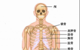 还在被骨痛困扰?肺癌骨转移患者的福音了解一下! 