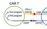 研究发现靶向PD-L1的CSR提升CAR-T细胞疗效的分子机制